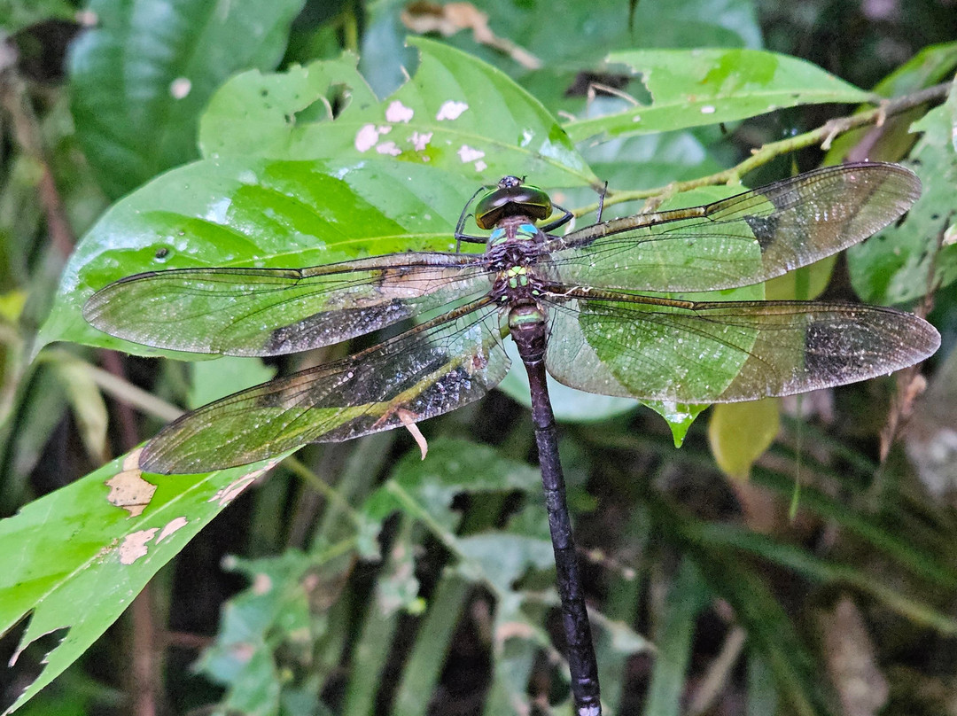 Tambopata Wild-Tambopata National Reserve必去景点