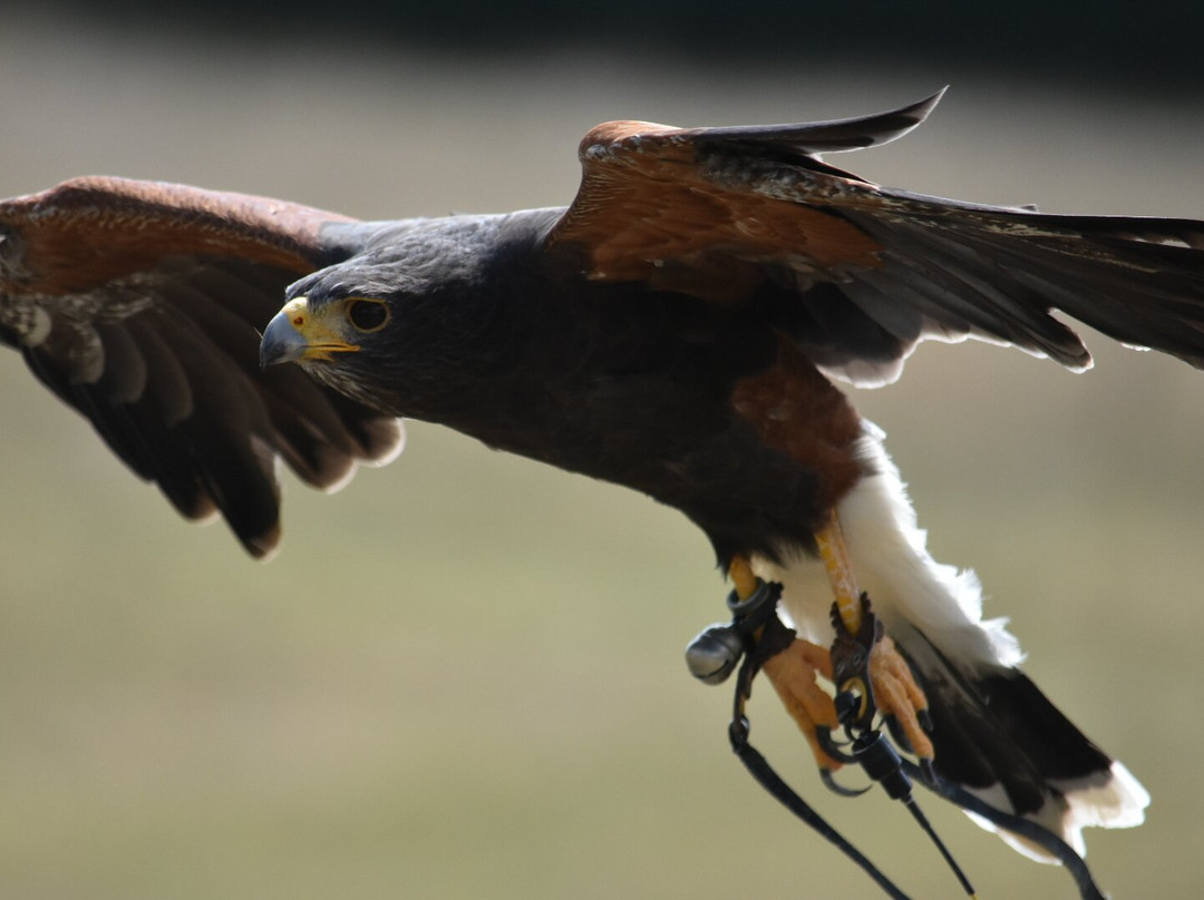 Bird on the Hand Falconry Experiences-Church Langton必去景点