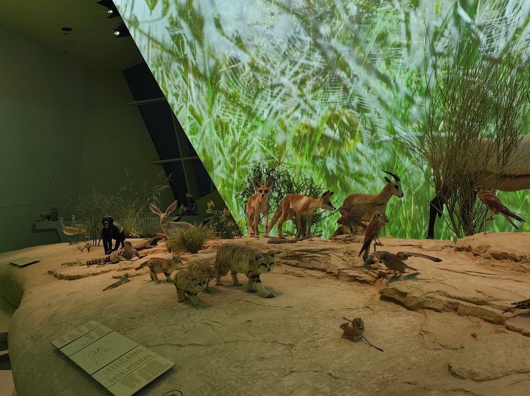 National Museum of Qatar-多哈必去景点