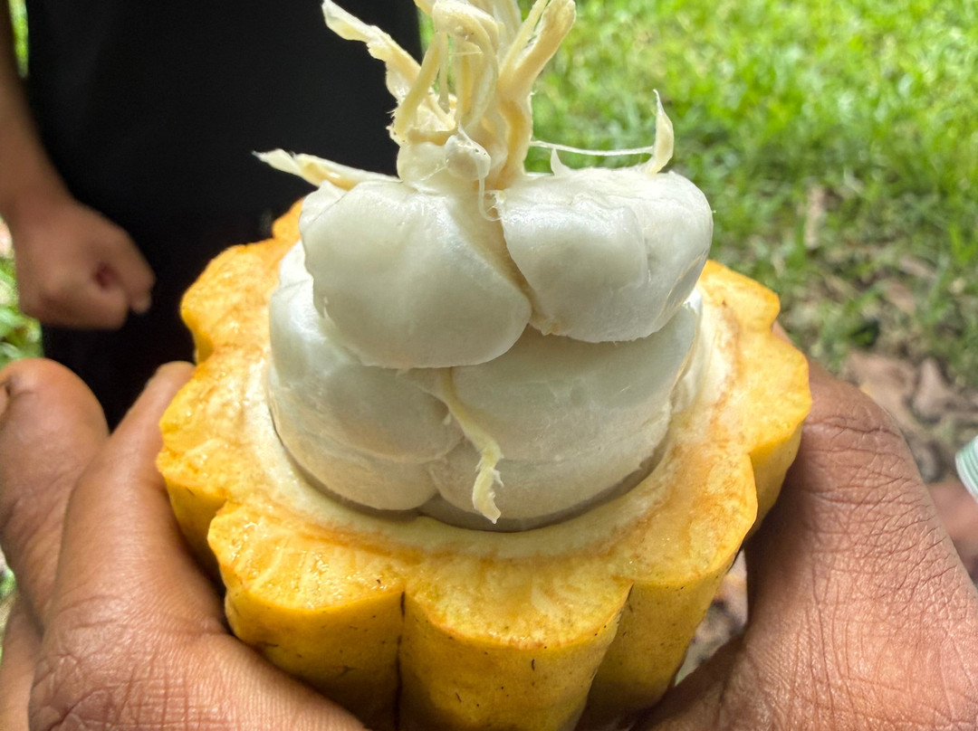 Bwa Mzee Spice Farm-基万嘎必去景点