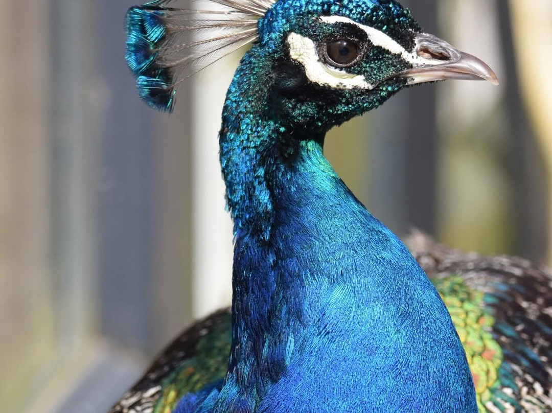 Manor Wildlife Park-St. Florence必去景点