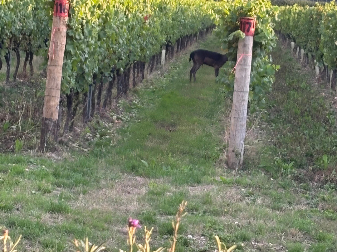 Tinwood Estate Vineyard-奇切斯特必去景点