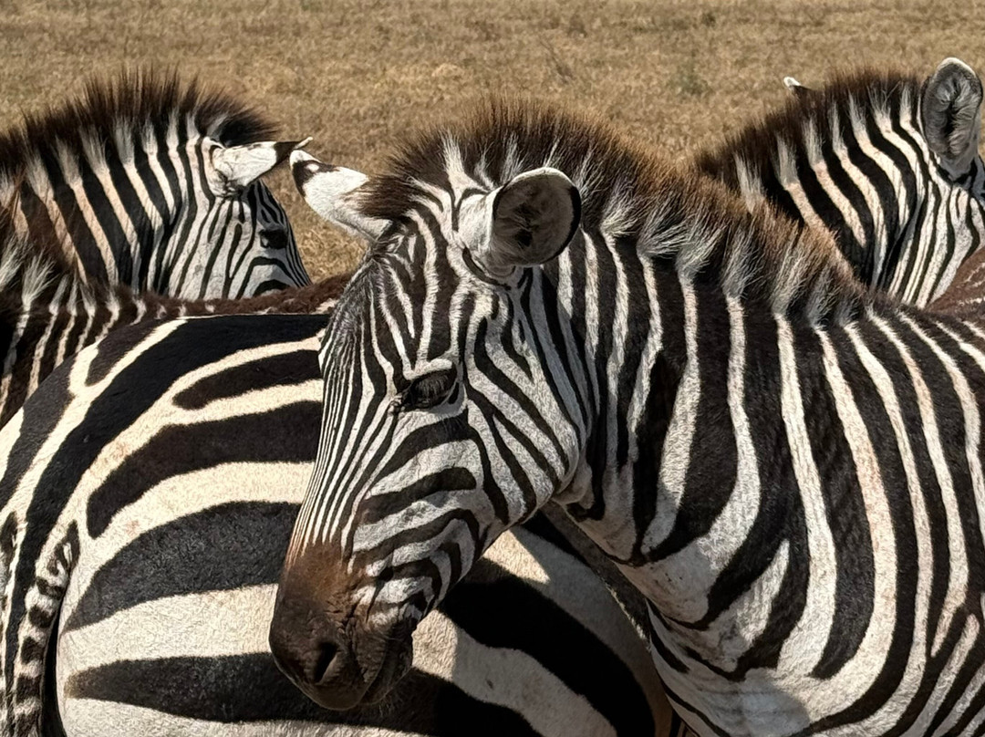 East Africa Adventure Tours and Safaris-马赛马拉国家野生动物保护区必去景点