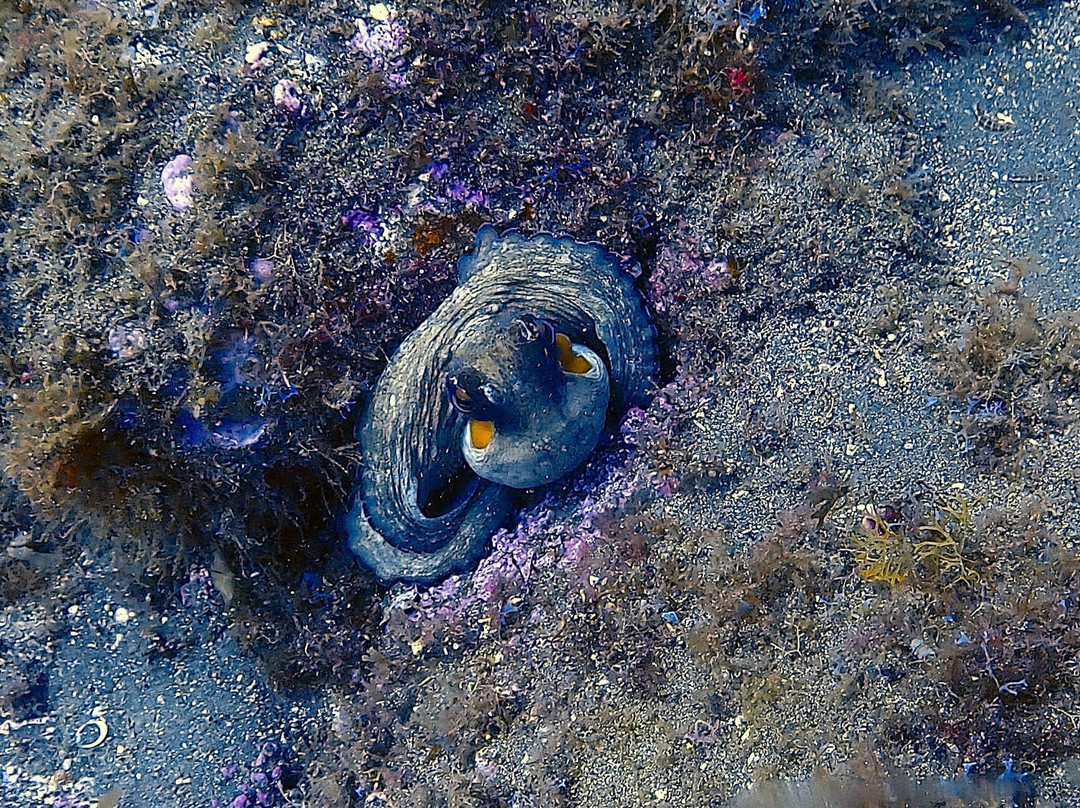 Atalaia Diving Center-Canico必去景点