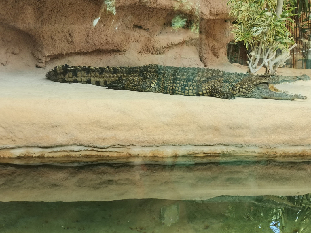 Zoo de La Palmyre-La Palmyre-Les Mathes必去景点