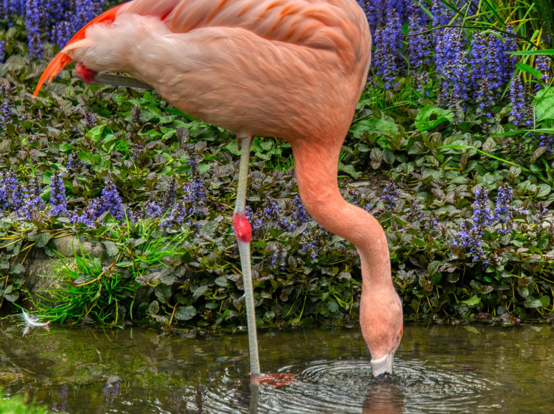 Wildlife Safari-Winston必去景点