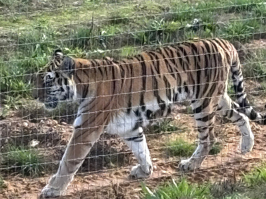 Jimmy's Farm & Wildlife Park-伊普斯威奇必去景点