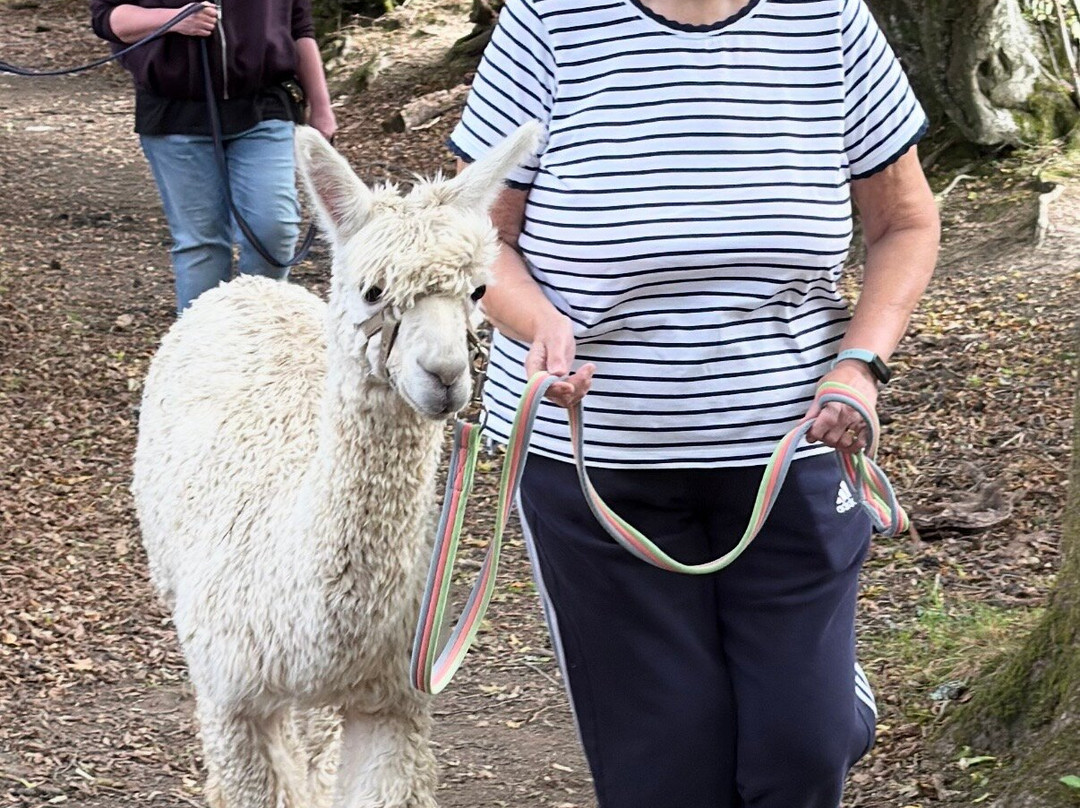 Alpaca Walking - With Spring Farm Alpacas-Fletching必去景点