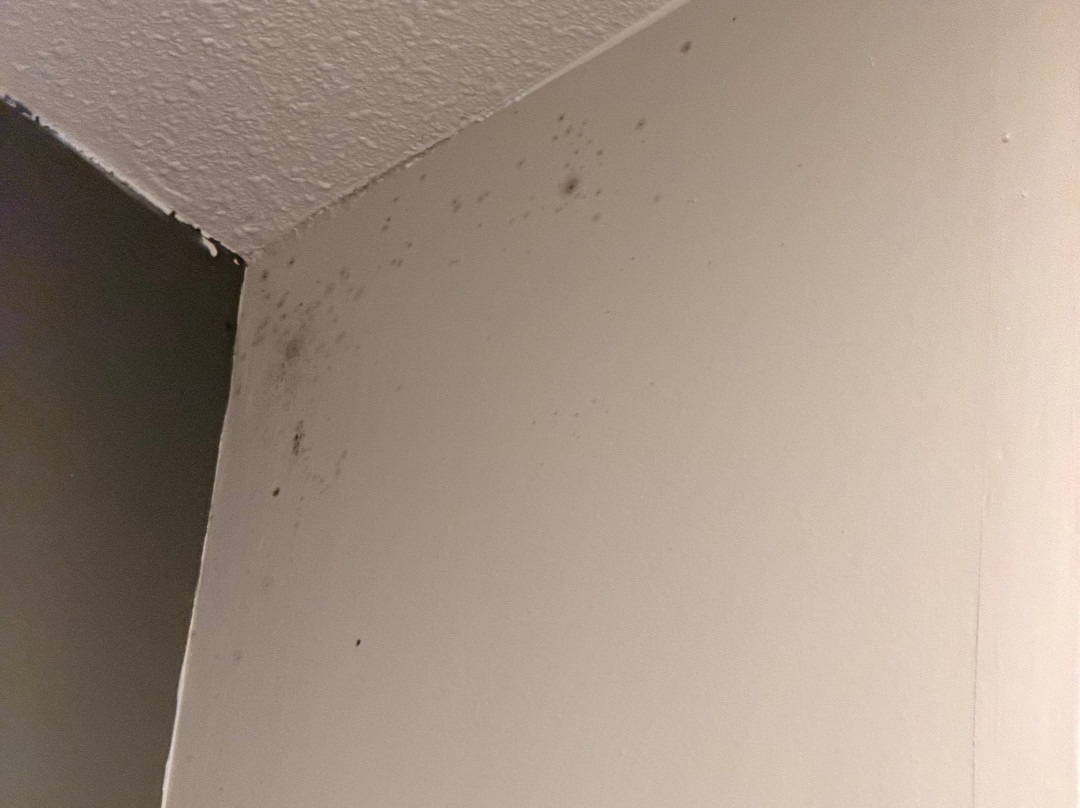 大狼小屋主图