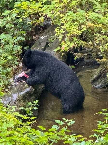 Alaska Rainforest Sanctuary-凯奇坎必去景点