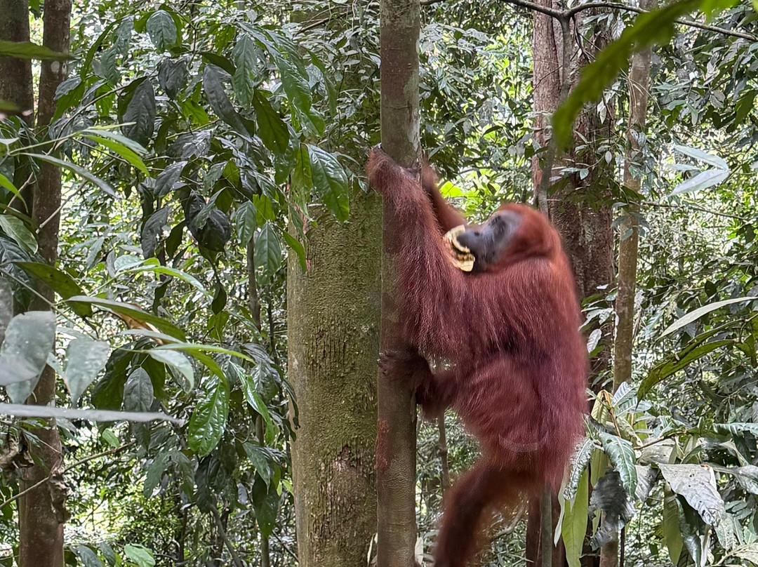 Sumatra Orangutan Explore-武吉拉旺必去景点
