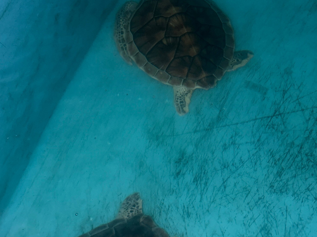 Ahungalla Sea Turtles Conservation And Research Center-亚洪加拉必去景点