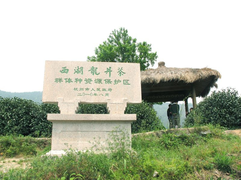 龙井问茶