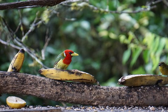 Mindo Reisen Im Nebelwald-明多必去景点