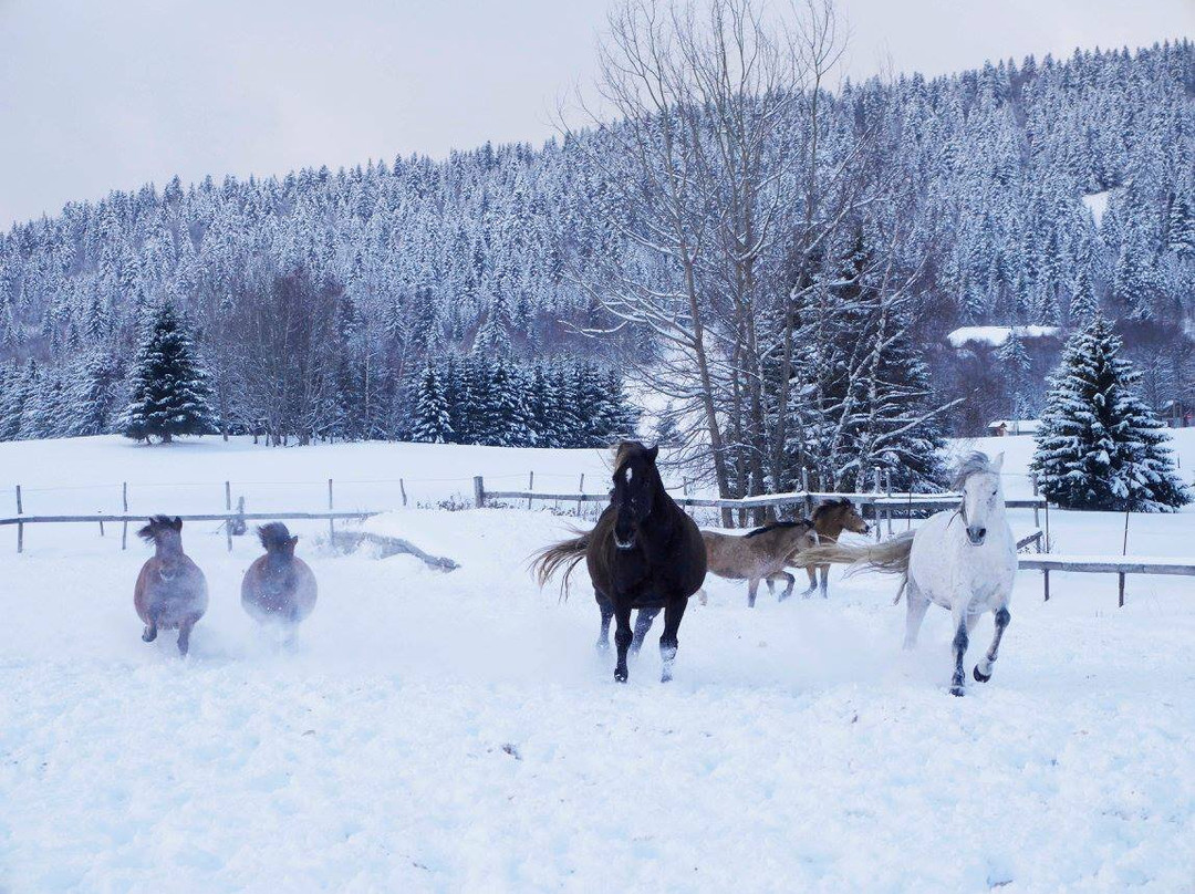 Cercle Equestre Volte Face-Les Deserts必去景点