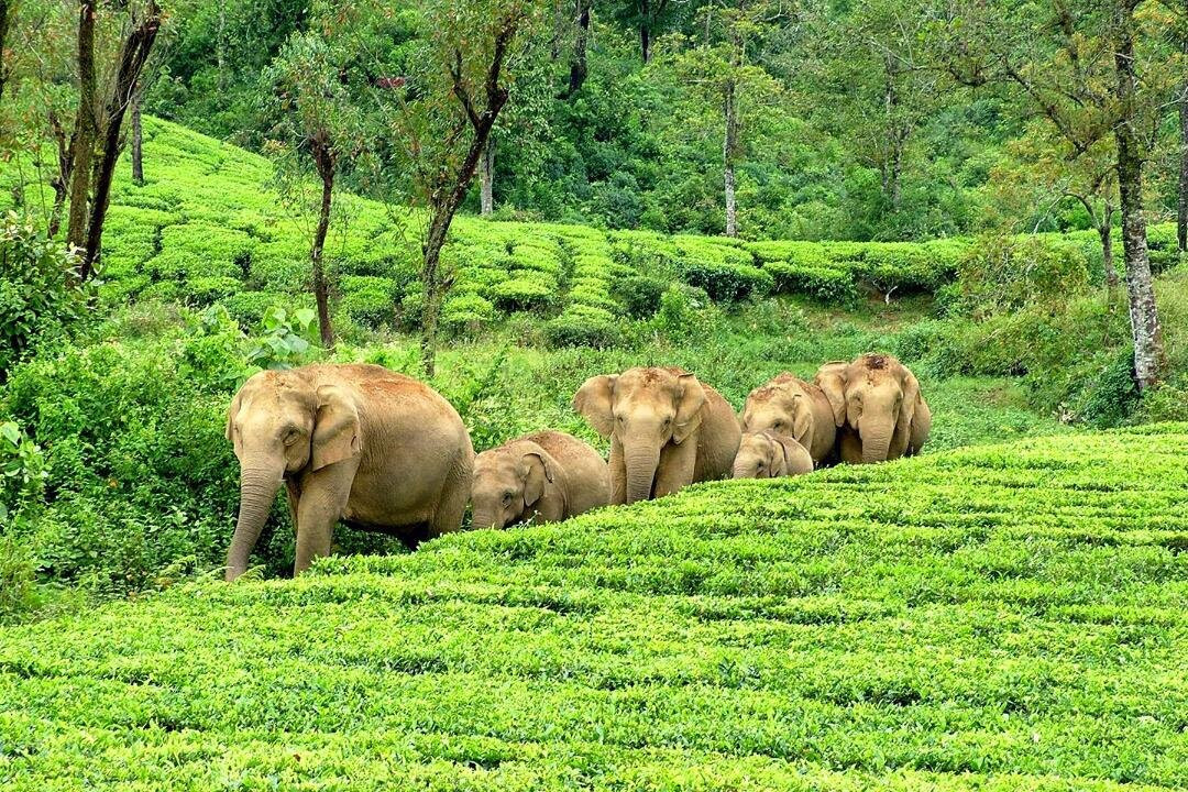 Star Tea Estate Bungalow主图
