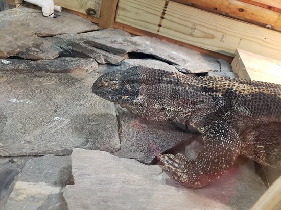 Tampa Bay Rescues-马德拉海滩必去景点