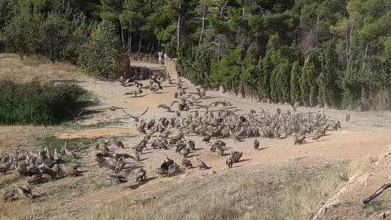 Observatorio De Aves Mas De Bunyol-Valderrobres必去景点