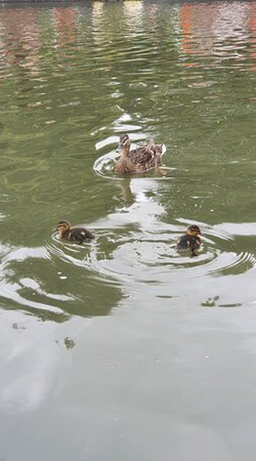 Camboats-剑桥必去景点