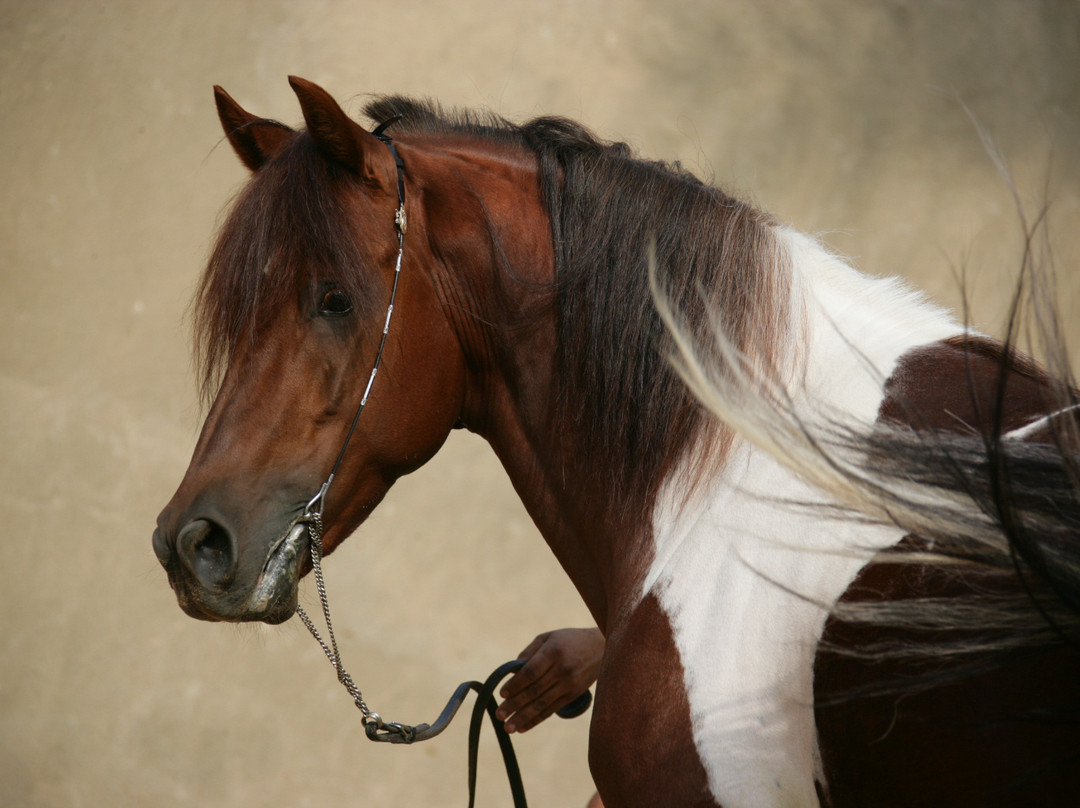 Fb Stables-吉萨必去景点