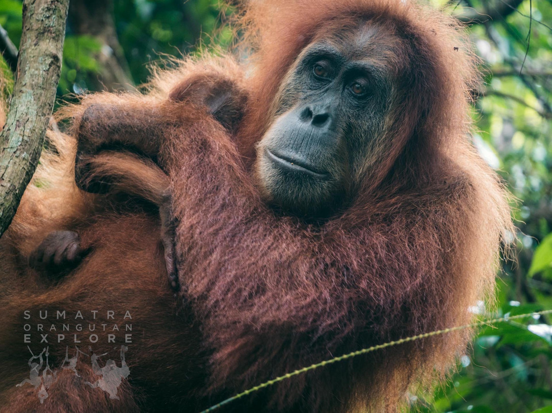 Sumatra Orangutan Explore