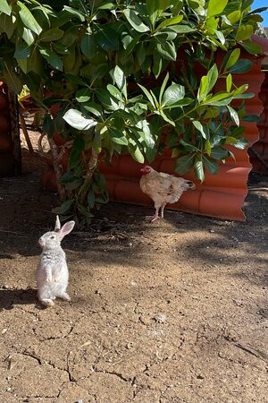 Melia Costa Rey主图