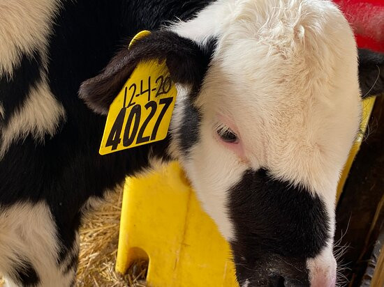 South Mountain Creamery-Middletown必去景点