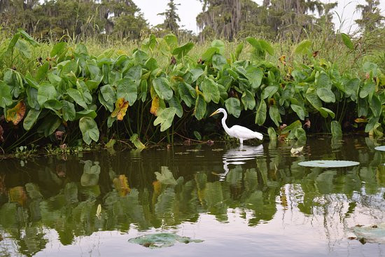 Swamp Tours of Acadiana景点图片
