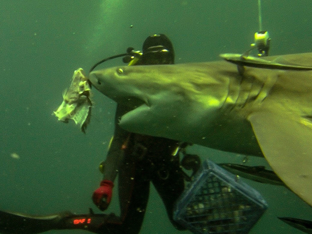 Salty Divers-朱庇特必去景点