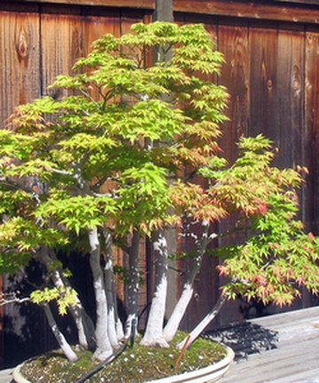 GSBF Bonsai Garden at Lake Merritt景点门票图片