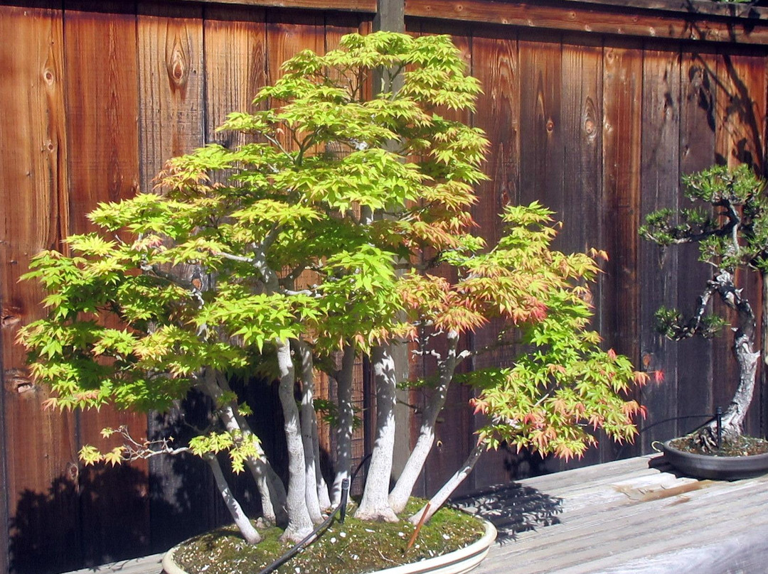 GSBF Bonsai Garden at Lake Merritt景点图片