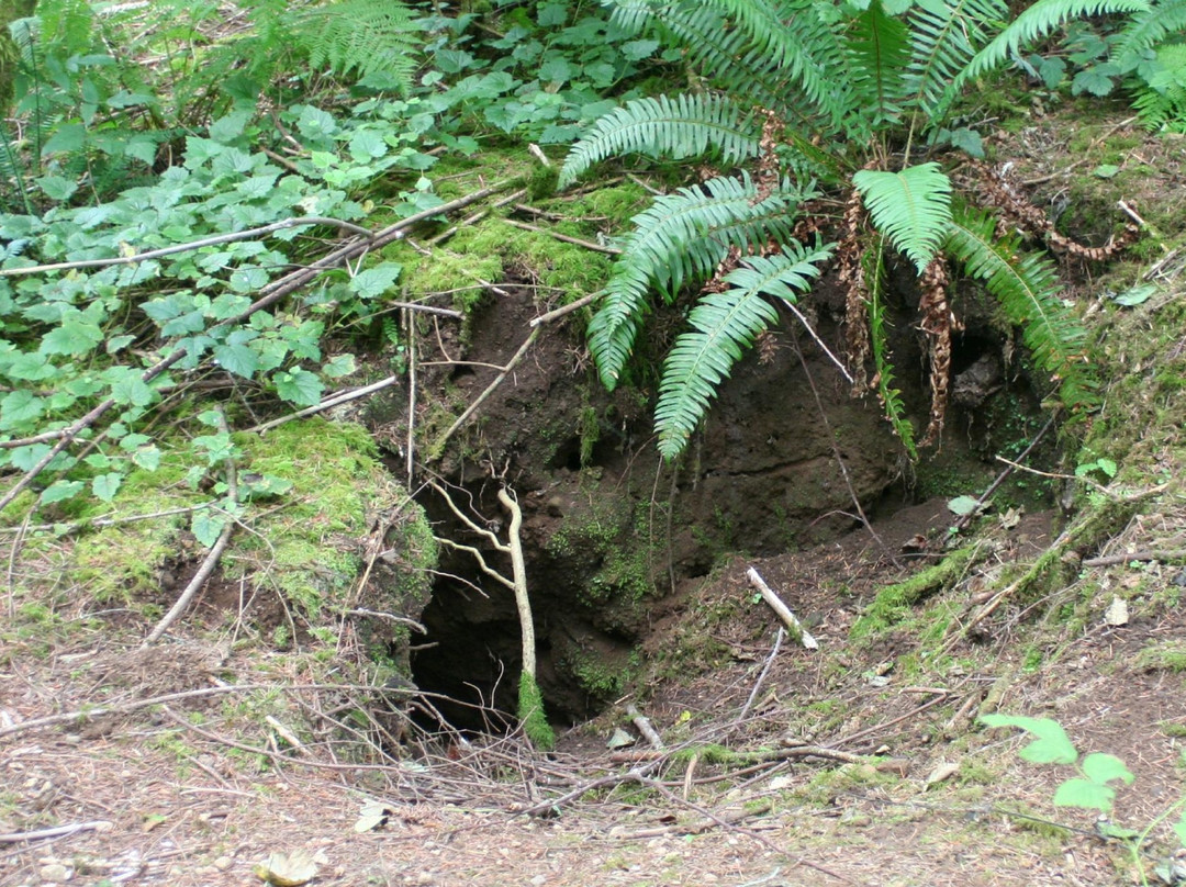 White Wolf Sanctuary & Educational Facility-Tidewater必去景点