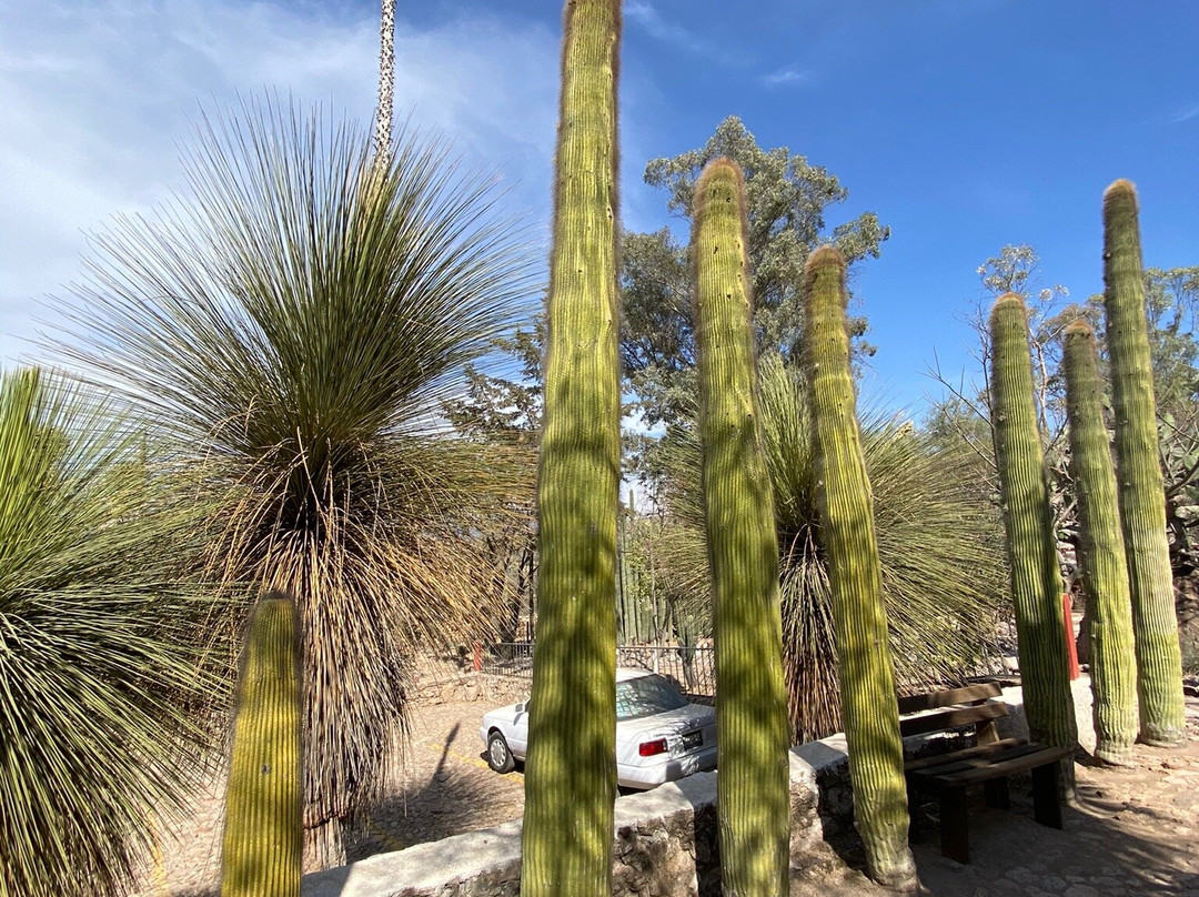 Jardin Botanico Regional de Cadereyta景点图片
