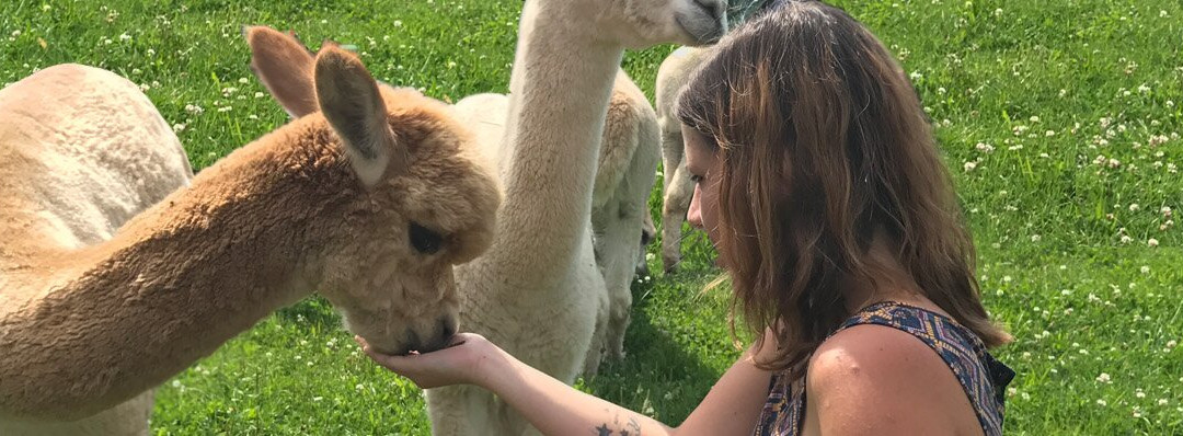 GAW Graceland Alpacas Wehrsdorf景点图片