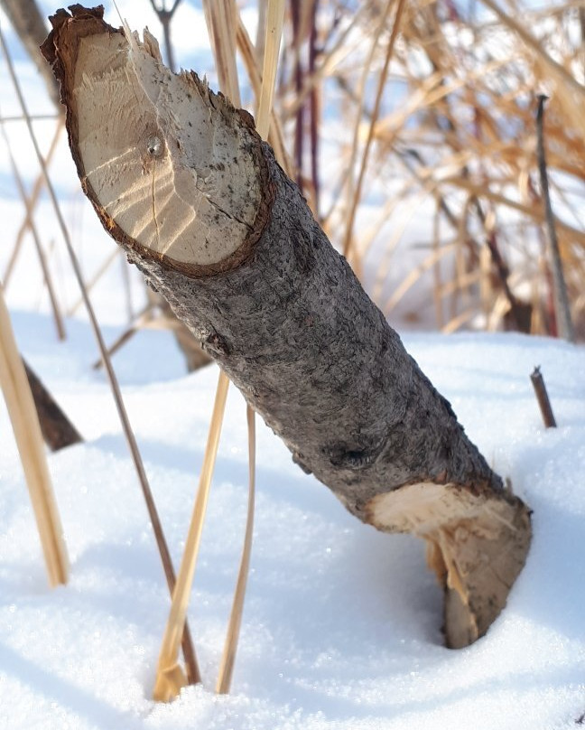 Bois-des-esprits景点图片