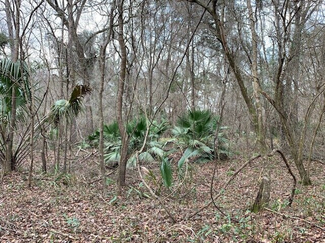 Suwanee River State Park-Live Oak必去景点