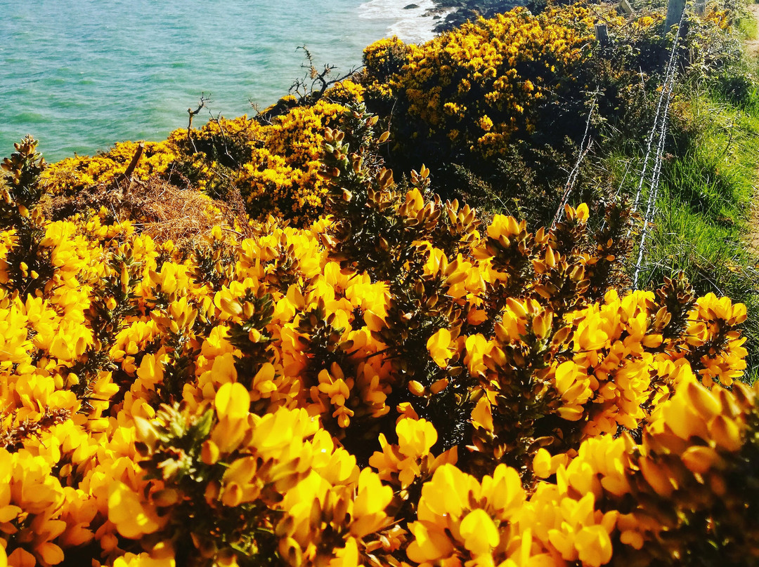 Clogherhead Headland Walk