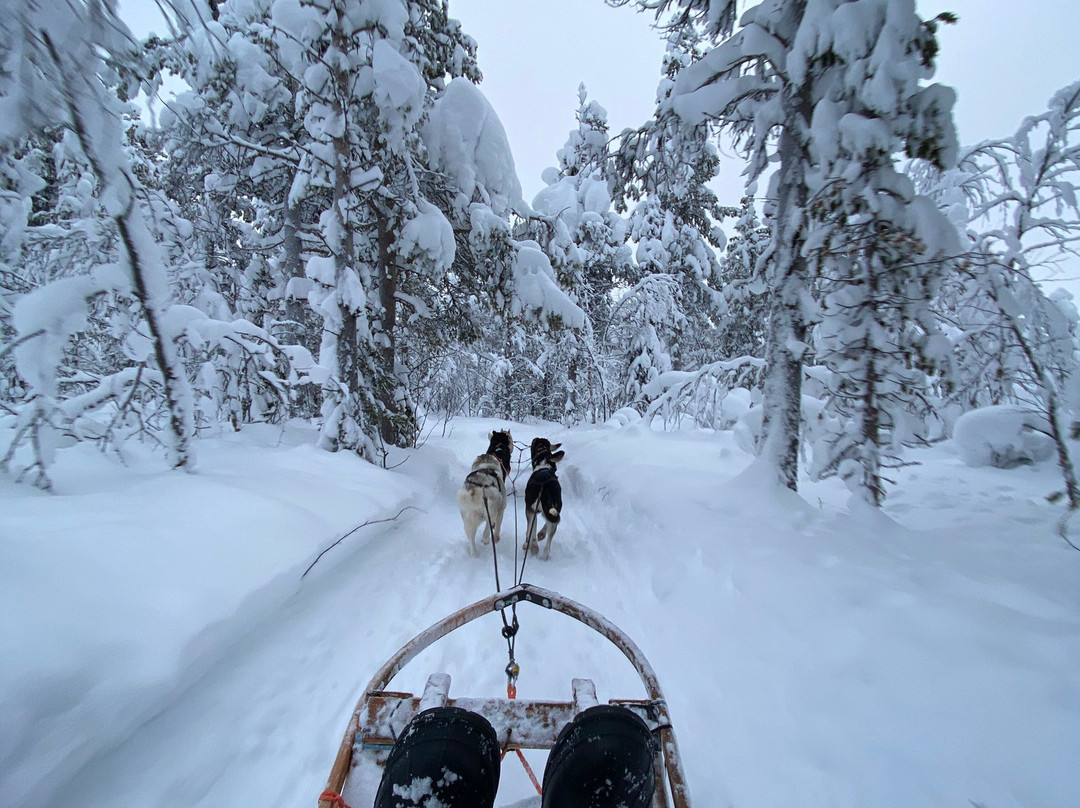 Snowdog The Arctic Adventure Co.景点图片