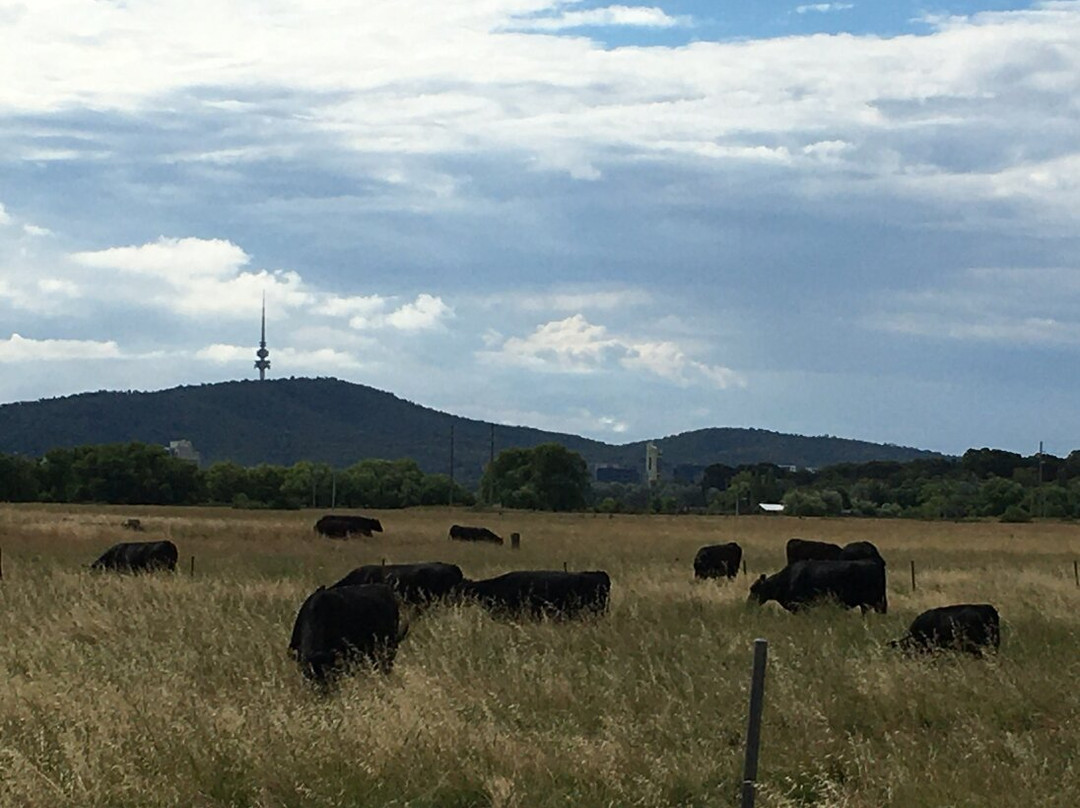 Jerrabomberra Wetland景点图片