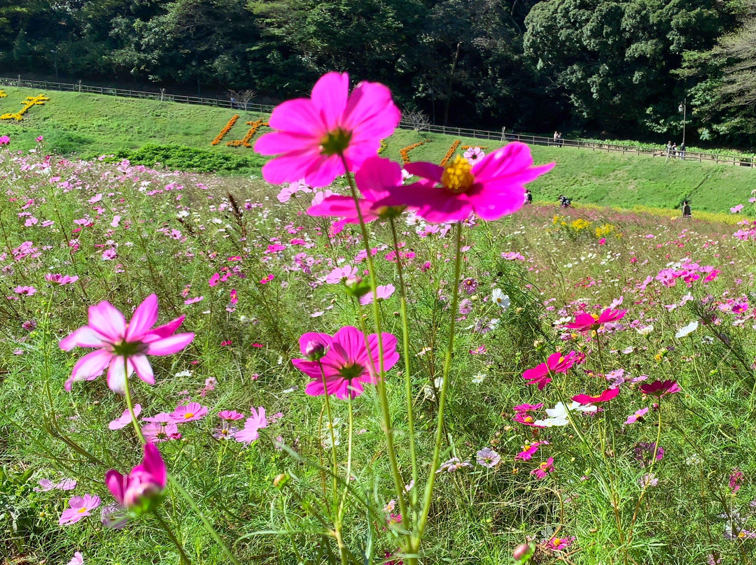 Kurihama Flower Park景点图片