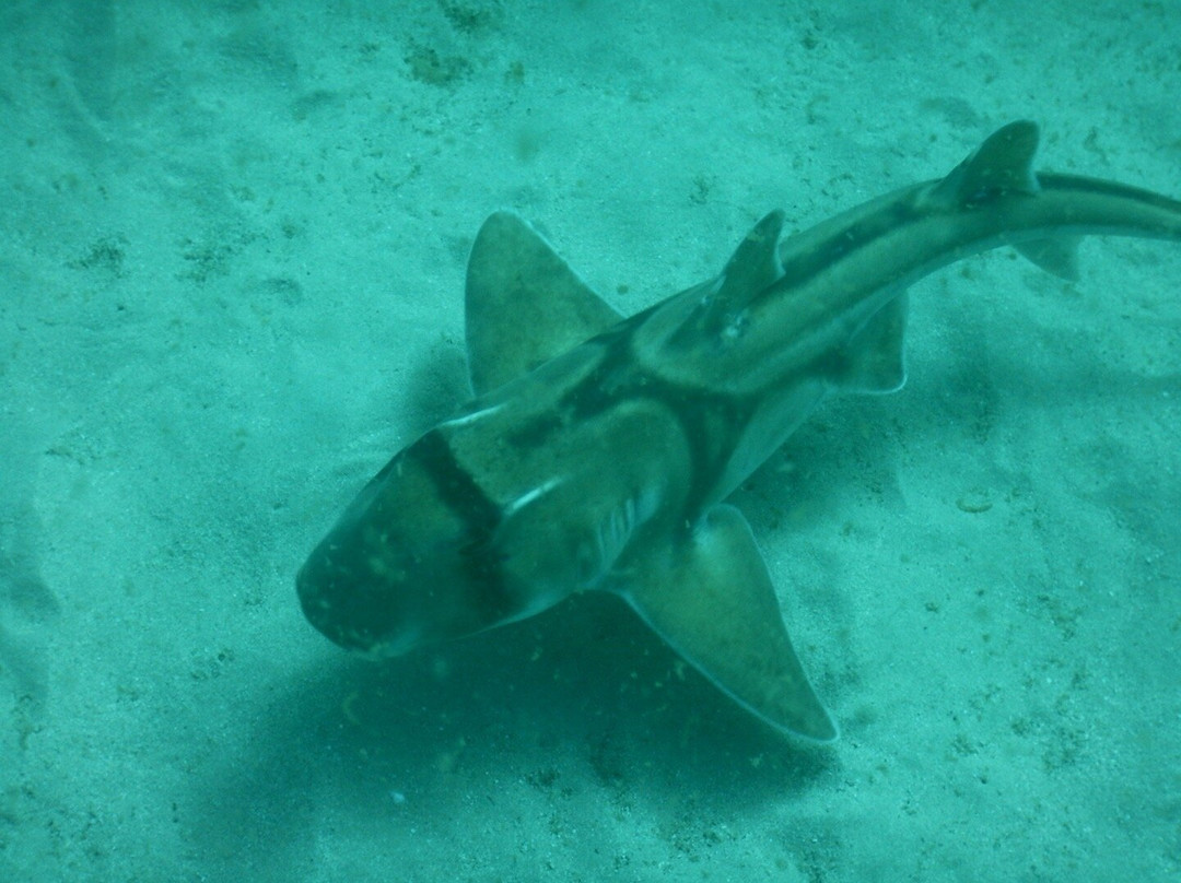 Dive Jervis Bay景点图片