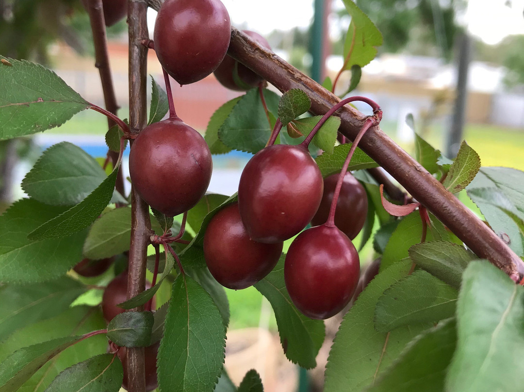 玫瑰城汽车旅馆主图