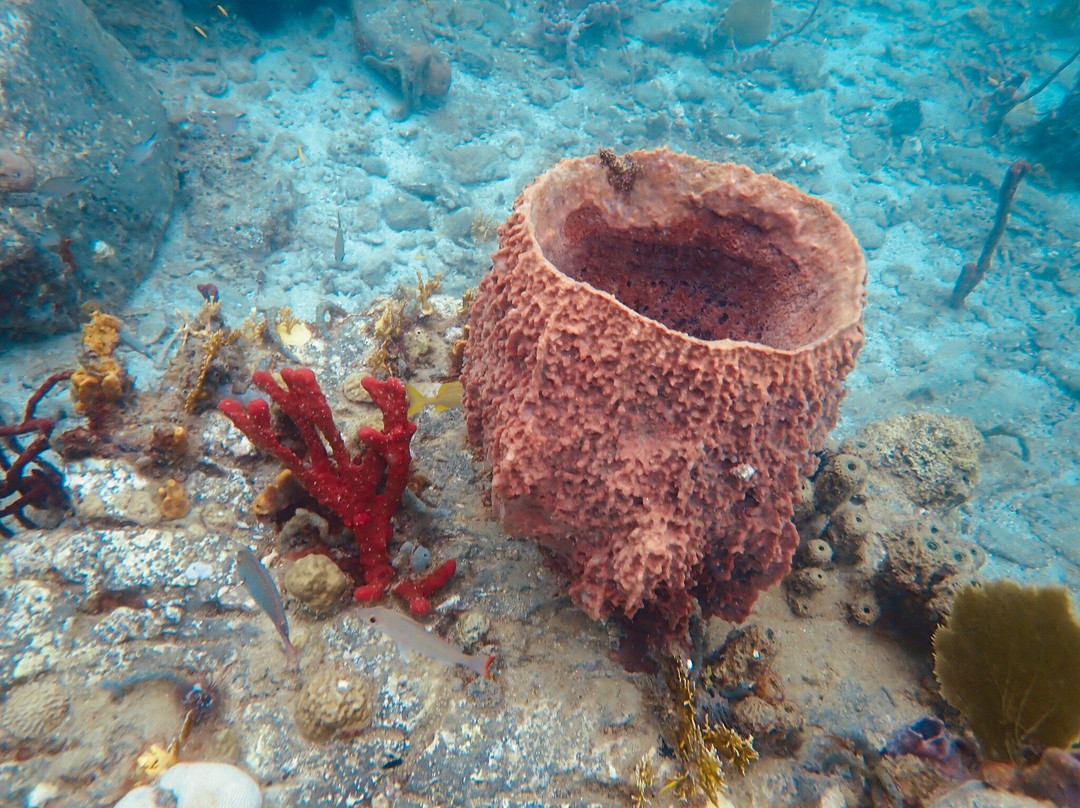 Calypso Plongée-Trois-Ilets必去景点