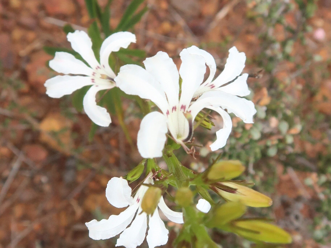 Arthur Drive Scenic Lookout-Ravensthorpe必去景点