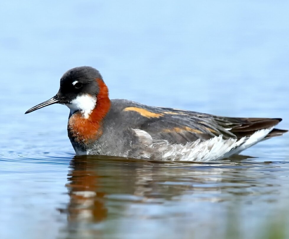 RSPB Balranald-North Uist必去景点