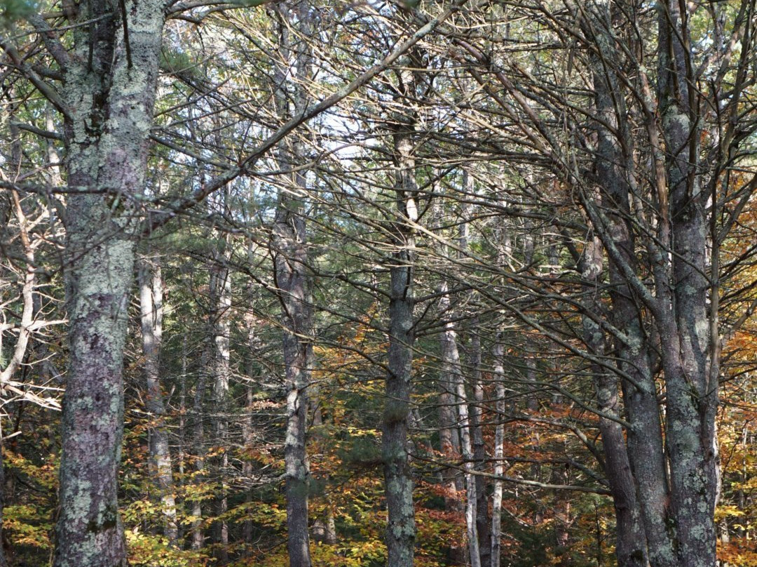 Bradbury Mountain State Park景点图片