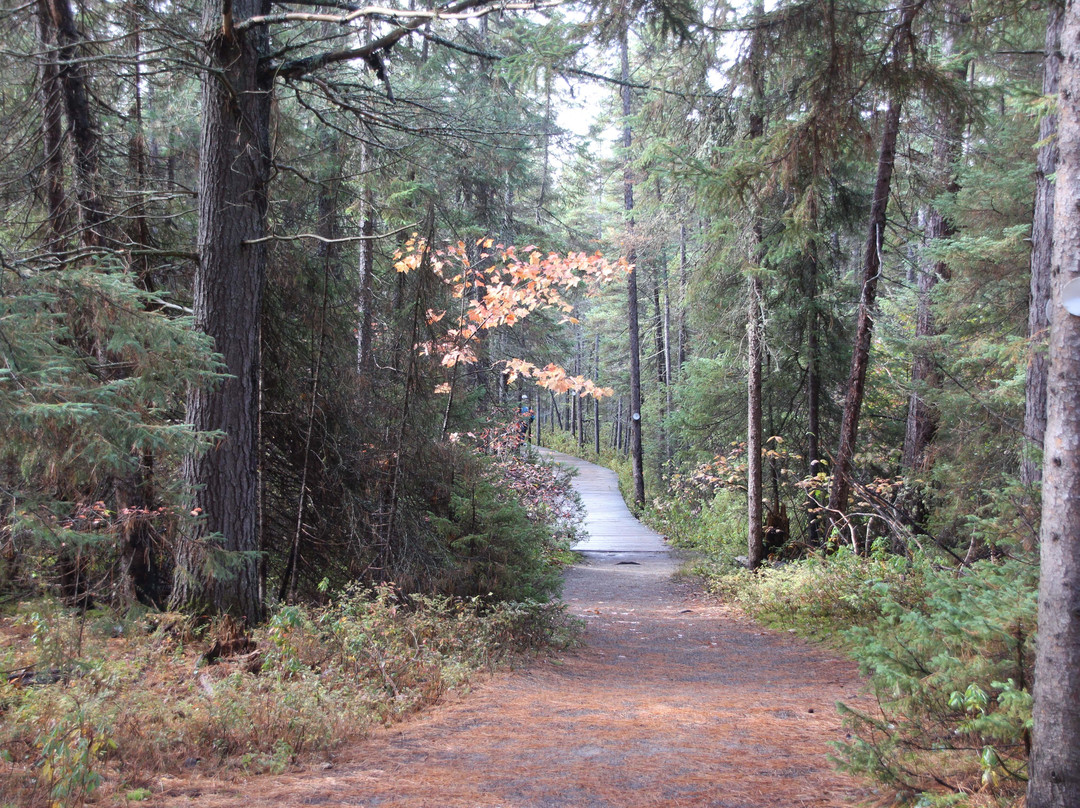 Spruce Bog Boardwalk Trail景点图片