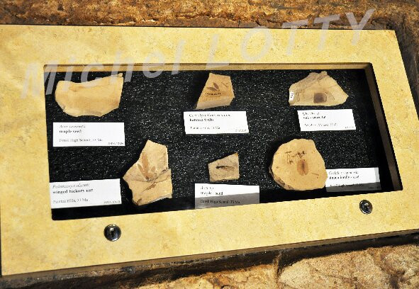 Thomas Condon Paleontology Center景点图片
