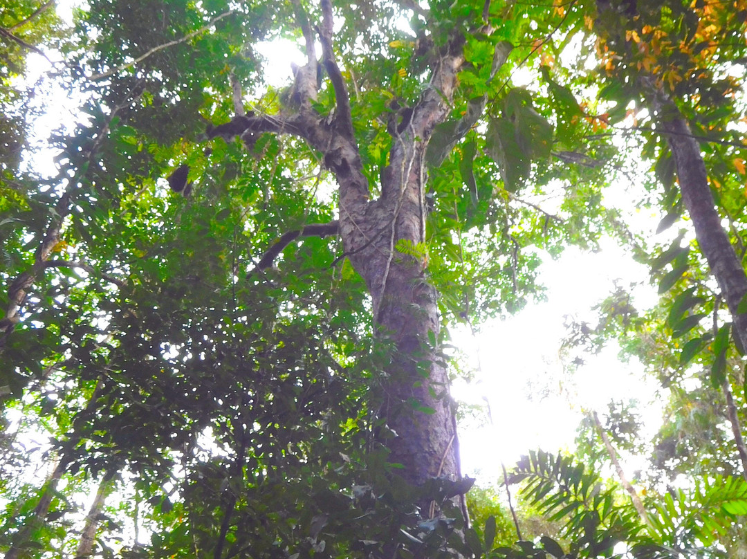 Jindalba Boardwalk-Cow Bay必去景点