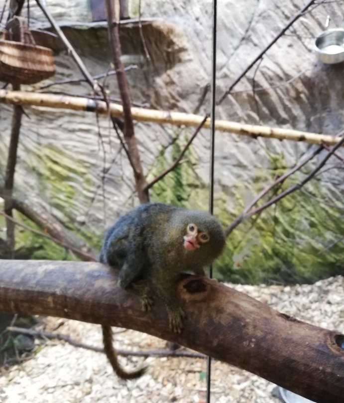 ZOO Hluboká nad Vltavou景点图片